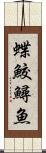 蝶鮫 Scroll