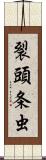裂頭条虫 Scroll
