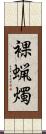 裸蝋燭 Scroll