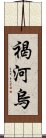 褐河烏 Scroll