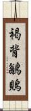 褐背鶲鵙 Scroll