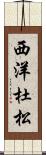 西洋杜松 Scroll