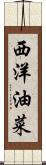 西洋油菜 Scroll