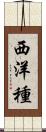 西洋種 Scroll
