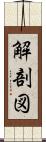 解剖図 Scroll