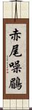 赤尾噪鶥 Scroll