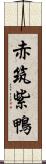 赤筑紫鴨 Scroll