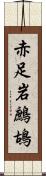 赤足岩鷓鴣 Scroll