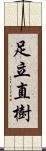 足立直樹 Scroll