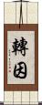轉因 Scroll