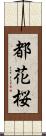 都花桜 Scroll