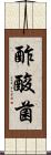 酢酸菌 Scroll