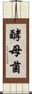 酵母菌 Scroll