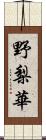 野梨華 Scroll