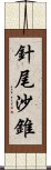 針尾沙錐 Scroll