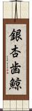 銀杏歯鯨 Scroll