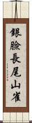 銀臉長尾山雀 Scroll