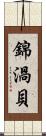 錦渦貝 Scroll