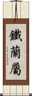 鐵蘭屬 Scroll