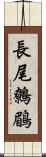 長尾鷯鶥 Scroll