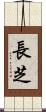 長芝 Scroll