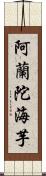 阿蘭陀海芋 Scroll