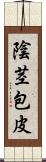 陰茎包皮 Scroll