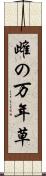 雌の万年草 Scroll