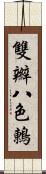 雙辮八色鶇 Scroll