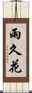 雨久花 Scroll