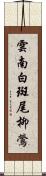 雲南白斑尾柳鶯 Scroll