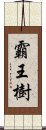 霸王樹 Scroll