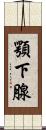 顎下腺 Scroll