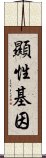 顯性基因 Scroll