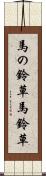 馬の鈴草 Scroll