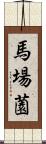 馬場薗 Scroll