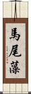 馬尾藻 Scroll