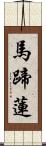 馬蹄蓮 Scroll