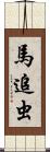 馬追虫 Scroll