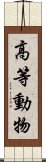 高等動物 Scroll