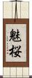 魅桜 Scroll