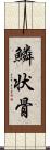 鱗状骨 Scroll