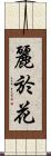 麗於花 Scroll