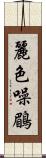 麗色噪鶥 Scroll