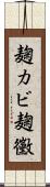 麹カビ Scroll