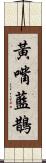 黃嘴藍鵲 Scroll