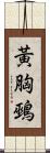 黃胸鵐 Scroll