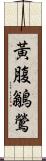 黃腹鶲鶯 Scroll