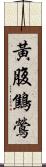 黃腹鷦鶯 Scroll