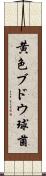 黄色ブドウ球菌 Scroll